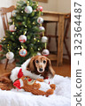達克斯獵犬享受聖誕節 達克斯獵犬享受聖誕節 132364487