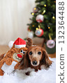 達克斯獵犬享受聖誕節 達克斯獵犬享受聖誕節 132364488