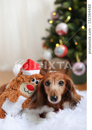 Dachshund enjoying Christmas Dachshund enjoying Christmas 132364488