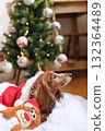 達克斯獵犬享受聖誕節 達克斯獵犬享受聖誕節 132364489