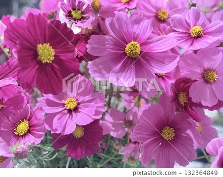 美麗的波斯菊花束 132364849