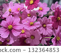 一束充滿活力的波斯菊 132364853