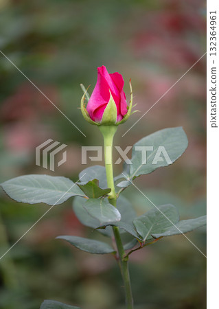 A beautiful pink rose flower with a delicate bud blooming in a lush green garden in spring A beautiful pink rose flower with a delicate bud blooming in a lush green garden in spring 132364961