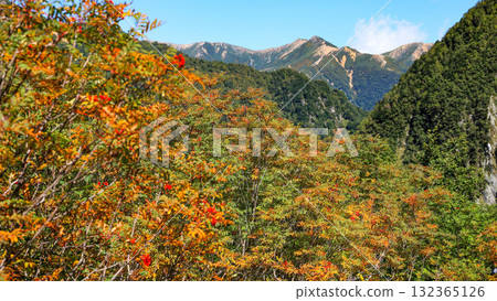 Northern Alps: Autumn on the road to Karasawa Cirque. Distant view of rowan trees, Mt. Daitenjo, and Mt. Higashi-Daitenjo. Northern Alps: Autumn on the road to Karasawa Cirque. Distant view of rowan trees, Mt. Daitenjo, and Mt. Higashi-Daitenjo. 132365126
