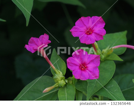 Three red Mirabilis flowers and buds 132365646