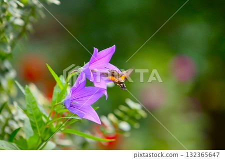 A star-studded hawk moth sucking nectar from a bellflower 132365647
