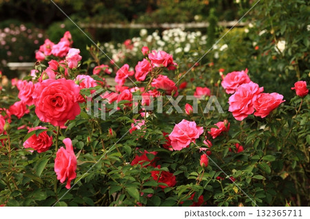 Rose in full bloom Rose in full bloom 132365711