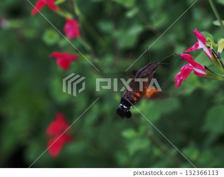 鳥? (一隻鷹食鳥在空中盤旋,吸食著櫻桃鼠尾草的花蜜) 鳥? (一隻鷹食鳥在空中盤旋,吸食著櫻桃鼠尾草的花蜜) 132366113