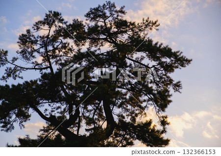 【澀川海岸】沐浴在夕陽下的風景 132366153