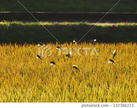 麻雀和金黃色的稻穗 132366213