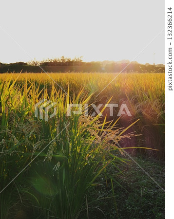 黃昏的稻穗 132366214