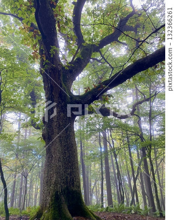 A large oak tree in the mist (ip20251015084607) 132366261