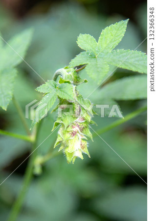 Kanamgura(一種引起秋季花粉症的植物)的雌花 Kanamgura(一種引起秋季花粉症的植物)的雌花 132366348