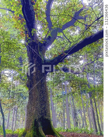 A large oak tree in the mist (ip afr20251015084607) A large oak tree in the mist (ip afr20251015084607) 132366436