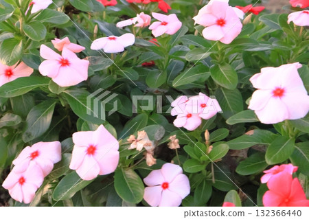 長春花 長春花 132366440