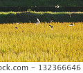 Sparrows on rice ears at dusk 132366646