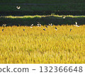 Sparrows on rice ears at dusk 132366648