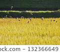 Sparrows on rice ears at dusk 132366649