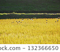 Sparrows on rice ears at dusk 132366650