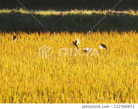 Sparrows on rice ears at dusk Sparrows on rice ears at dusk 132366651