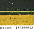 Sparrows on rice ears at dusk 132366652