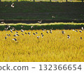 Sparrows on rice ears at dusk 132366654