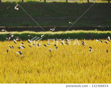 黃昏時分稻穗上的麻雀 132366654