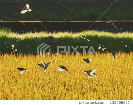 黃昏時分稻穗上的麻雀 132366655