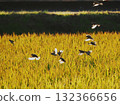 Sparrows on rice ears at dusk 132366656