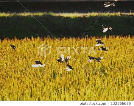 黃昏時分稻穗上的麻雀 132366656