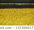 Sparrows on rice ears at dusk 132366657