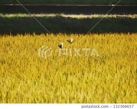 黃昏時分稻穗上的麻雀 132366657