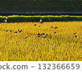 Sparrows on rice ears at dusk 132366659