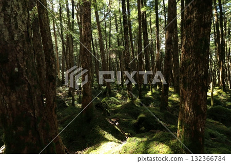 Mossy Forest - North Yatsugatake Moss Forest Mossy Forest - North Yatsugatake Moss Forest 132366784