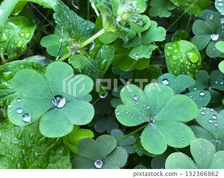 雨後，酢漿草葉上閃閃發光的水珠 132366862