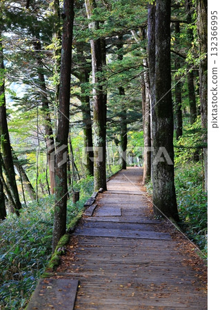通往森林的路 132366995