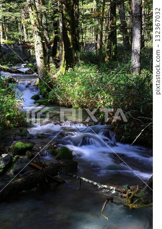 A small mountain stream in the forest 132367032