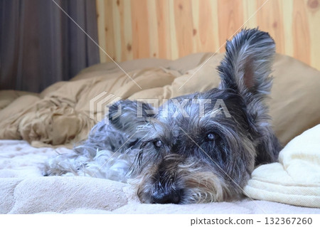 Schnauzer resting Schnauzer resting 132367260