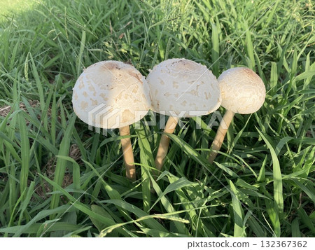生長在荒川河岸邊的白色大蘑菇 132367362