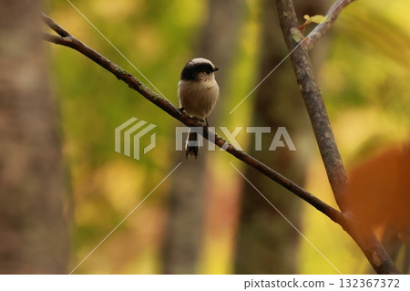 A long-tailed tit, a small bird with a body resembling a rolled up cotton ball and a long tail, perched on the tip of a branch on a plateau of autumn leaves. A long-tailed tit, a small bird with a body resembling a rolled up cotton ball and a long tail, perched on the tip of a branch on a plateau of autumn leaves. 132367372