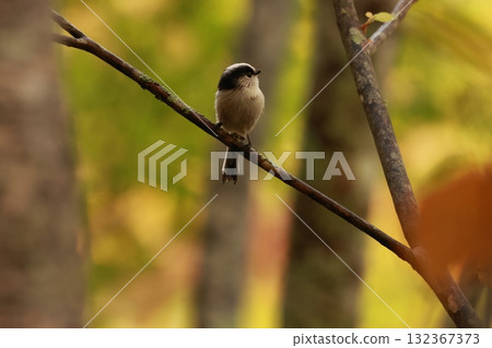 A long-tailed tit, a small bird with a body resembling a rolled up cotton ball and a long tail, perched on the tip of a branch on a plateau of autumn leaves. A long-tailed tit, a small bird with a body resembling a rolled up cotton ball and a long tail, perched on the tip of a branch on a plateau of autumn leaves. 132367373