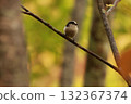 A long-tailed tit, a small bird with a body resembling a rolled up cotton ball and a long tail, perched on the tip of a branch on a plateau of autumn leaves. 132367374