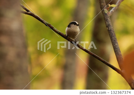 A long-tailed tit, a small bird with a body resembling a rolled up cotton ball and a long tail, perched on the tip of a branch on a plateau of autumn leaves. 132367374