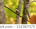 A long-tailed tit, a small bird with a body resembling a rolled up cotton ball and a long tail, perched on the tip of a branch on a plateau of autumn leaves. 132367375
