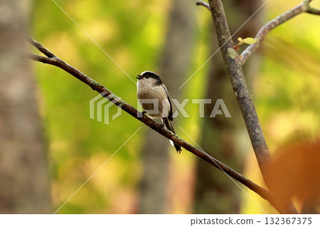 A long-tailed tit, a small bird with a body resembling a rolled up cotton ball and a long tail, perched on the tip of a branch on a plateau of autumn leaves. A long-tailed tit, a small bird with a body resembling a rolled up cotton ball and a long tail, perched on the tip of a branch on a plateau of autumn leaves. 132367375