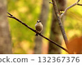 A long-tailed tit, a small bird with a body resembling a rolled up cotton ball and a long tail, perched on the tip of a branch on a plateau of autumn leaves. 132367376