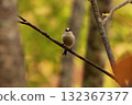 A long-tailed tit, a small bird with a body resembling a rolled up cotton ball and a long tail, perched on the tip of a branch on a plateau of autumn leaves. 132367377