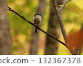 A long-tailed tit, a small bird with a body resembling a rolled up cotton ball and a long tail, perched on the tip of a branch on a plateau of autumn leaves. 132367378
