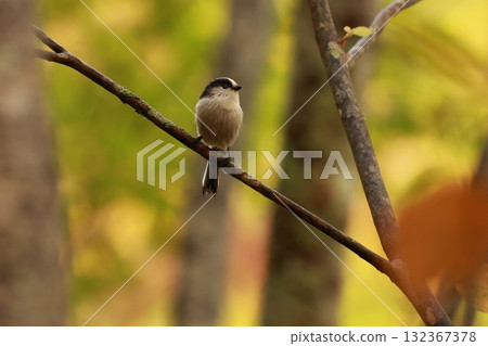 A long-tailed tit, a small bird with a body resembling a rolled up cotton ball and a long tail, perched on the tip of a branch on a plateau of autumn leaves. 132367378
