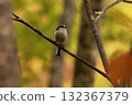 A long-tailed tit, a small bird with a body resembling a rolled up cotton ball and a long tail, perched on the tip of a branch on a plateau of autumn leaves. 132367379